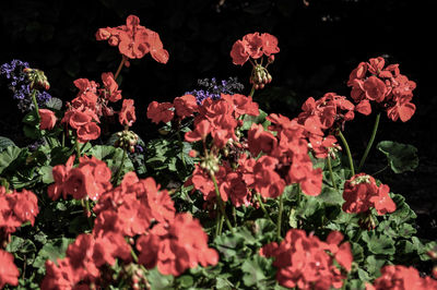 High angle view of flowering plants against black background