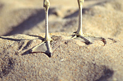 Close-up of lizard on sand