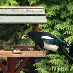 Close-up of bird perching on wooden railing