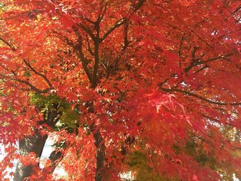 Low angle view of trees