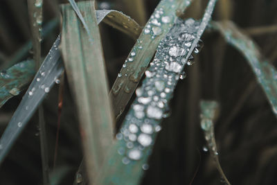 Close-up of wet plants