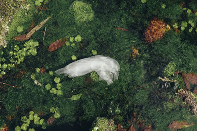 High angle view of sheep swimming on tree