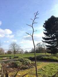 Bare trees on field against sky