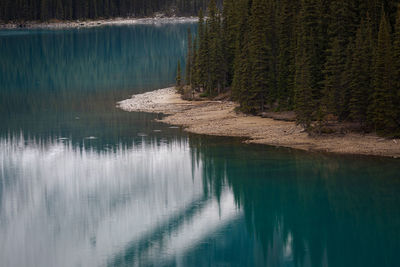 Scenic view of lake in forest