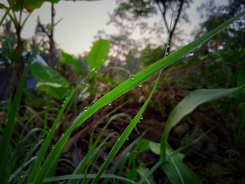 Close-up of raindrops on grass