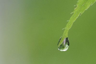 Close-up of water drops on leaf