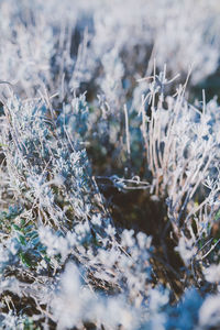 Close-up of frozen tree during winter