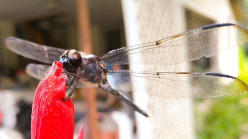 Close-up of insect