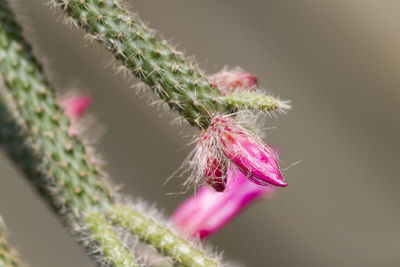 Succulent plant in the garden