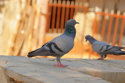 Close-up of pigeons perching on retaining wall