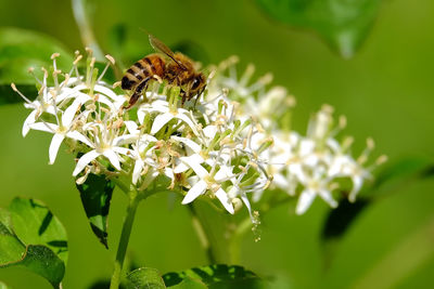 Close-up of bee pollinating on flower
