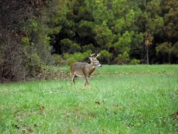 Deer grazing on grassy field