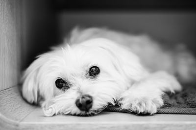 Close-up portrait of dog lying down