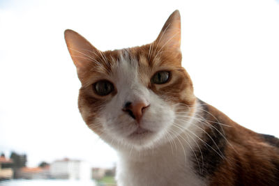 Close-up portrait of a cat