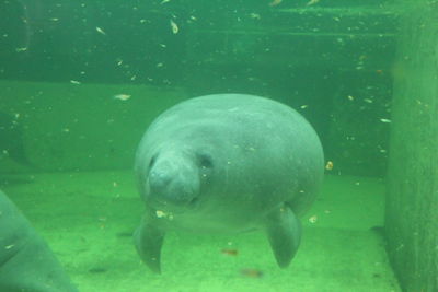 Close-up of fish underwater