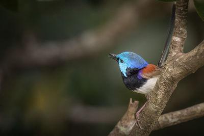 Close-up of bird perching on branch