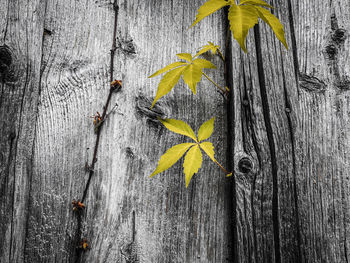 Close-up of yellow flowers on wood