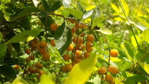 Low angle view of fruits hanging on tree