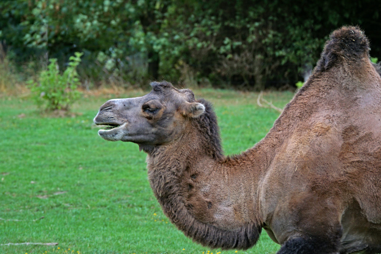 animal, animal themes, mammal, plant, one animal, animal wildlife, animals in the wild, grass, domestic animals, land, no people, livestock, vertebrate, focus on foreground, nature, side view, field, day, animal body part, close-up, animal head, herbivorous, profile view, animal neck