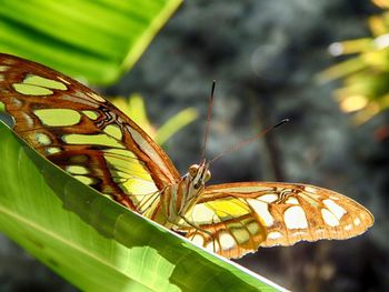 Close-up of butterfly on leaf