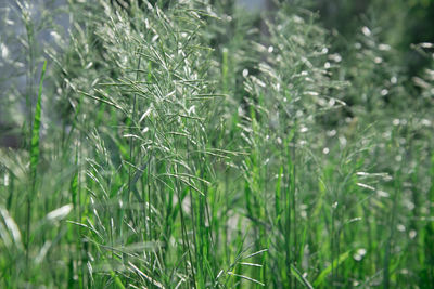 Close-up of stalks in field