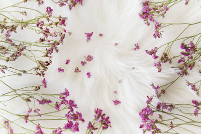 High angle view of white flowering plants on bed