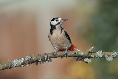 Close-up of bird perching on twig