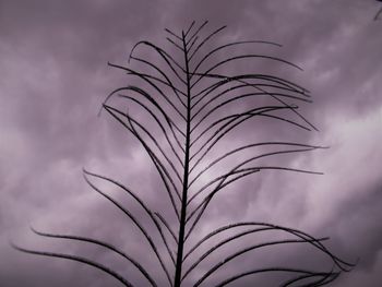 Low angle view of dry plant against sky