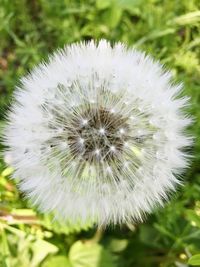Close-up of dandelion
