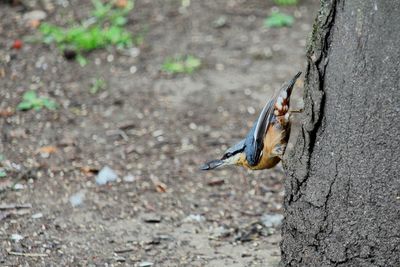 Close-up of a bird flying over a tree