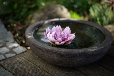 Close-up of pink flower on table