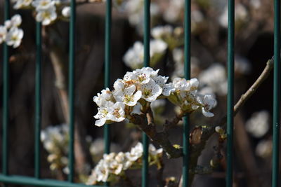 Close-up of white flowering plant