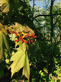 Close-up of flower tree