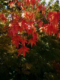 Red flowers growing on tree