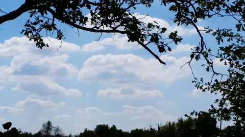 Low angle view of trees against sky