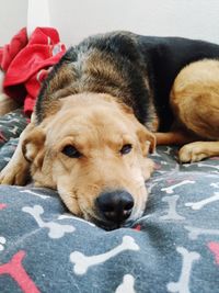 Close-up portrait of dog resting on bed