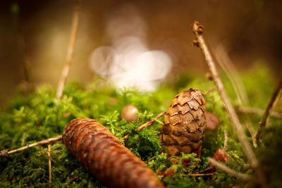 Close-up of mushroom growing on field