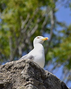 Close-up of seagull perching on rock