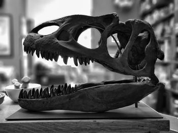 Close-up of animal skull on table