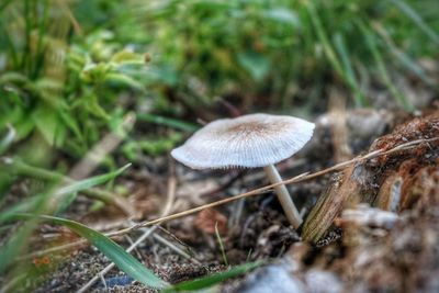 Close-up of mushroom growing in forest