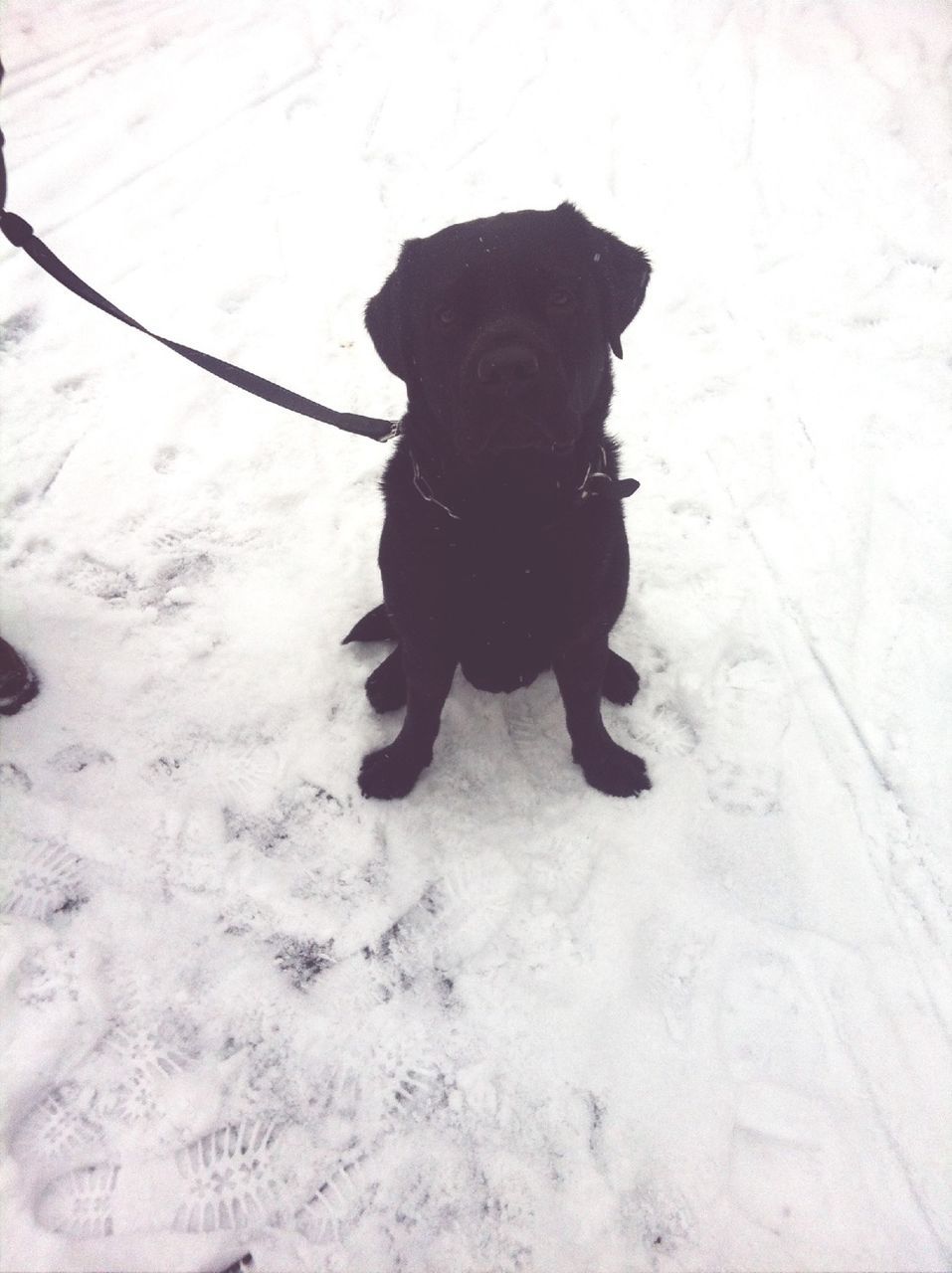 snow, one animal, animal themes, dog, cold temperature, winter, domestic animals, pets, full length, mammal, season, black color, high angle view, portrait, looking at camera, weather, white color, outdoors, covering, no people