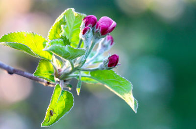 Close-up of apple flower 