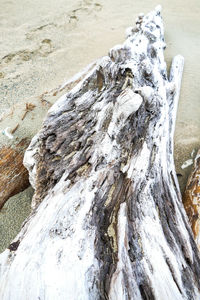 Close-up of tree trunk