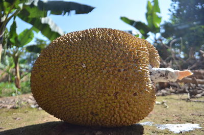 Close-up of crab on tree