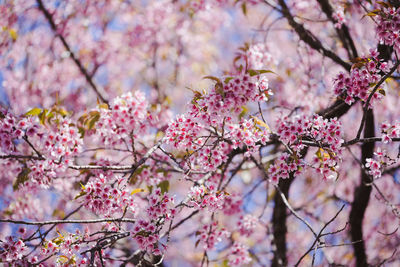 Low angle view of pink cherry blossoms in spring