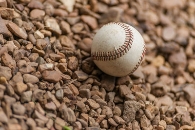 Close-up of animal shell