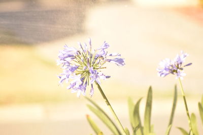 Close-up of purple flowers growing in field