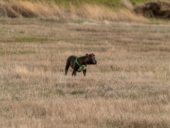 Side view of horse running on field