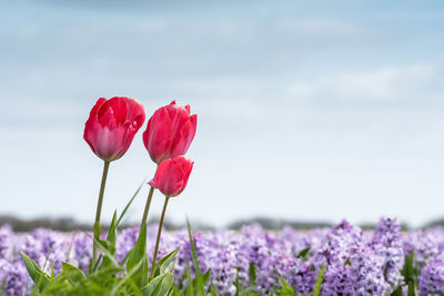 Close-up of pink flowers blooming in field