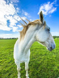 Horse on field against sky